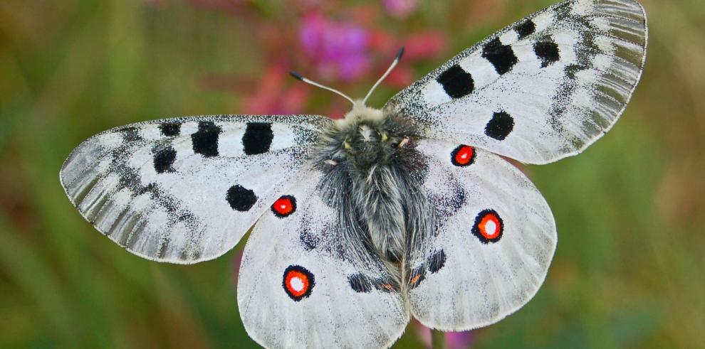 Los visitantes de los Espacios Naturales Protegidos de Aragón ayudan a recoger datos sobre la mariposa apolo 