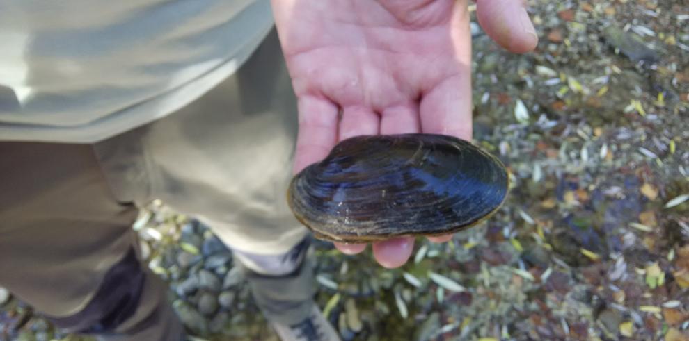 Datos optimistas en la recuperación de Margaritifera auricularia 