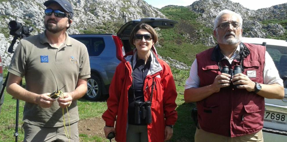 La directora general de Sostenibilidad, Sandra Ortega, ha asistido a la suelta de un quebrantahuesos en los Picos de Europa  