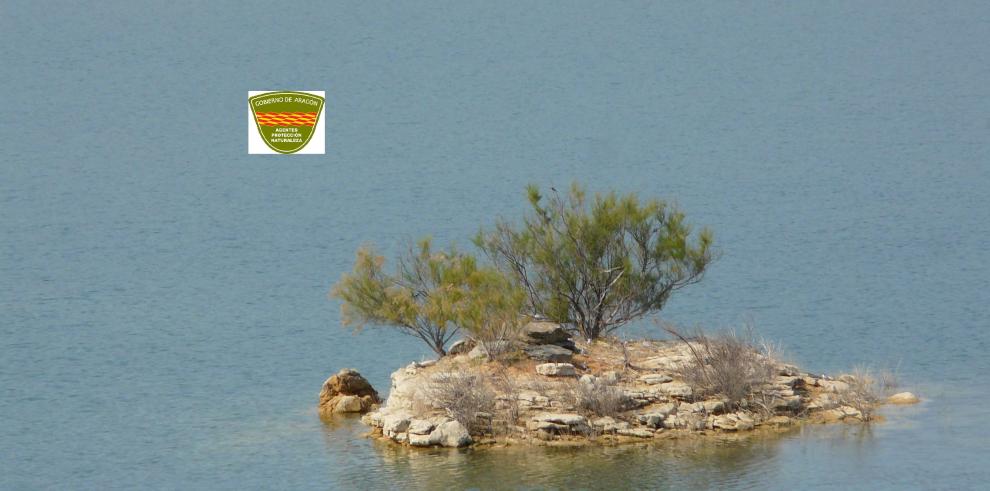 Golondrinas de mar en el Bajo Aragón