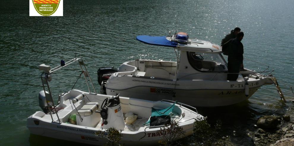 Golondrinas de mar en el Bajo Aragón