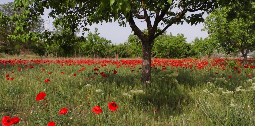 El Gobierno de Aragón pagará mañana a los agricultores la Indemnización Compensatoria para zonas de montaña y otras zonas desfavorecidas