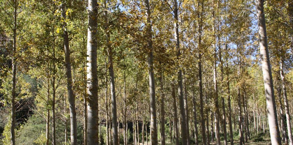 Aragón celebra este fin de semana el Día Internacional de los Bosques y el Día Mundial del Agua con actividades gratuitas en los Espacios Naturales Protegidos 