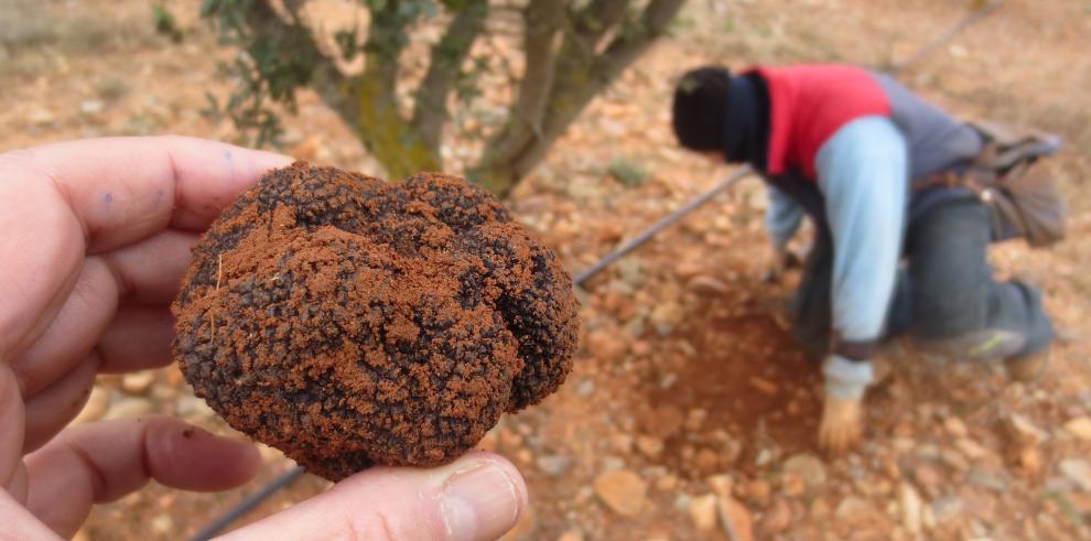 Avanza el decreto que regulará la recolección de trufas silvestres