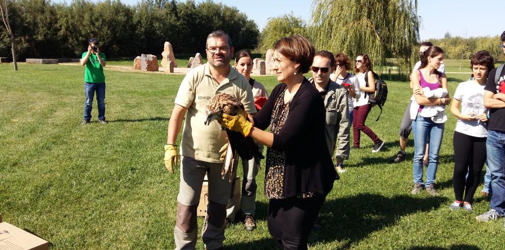 Liberados ocho milanos reales criados en cautividad en el Centro de Recuperación de Fauna Silvestre del Gobierno de Aragón