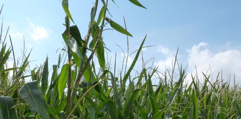 El CITA es pionero en el control de teosinte en el cultivo del maíz 