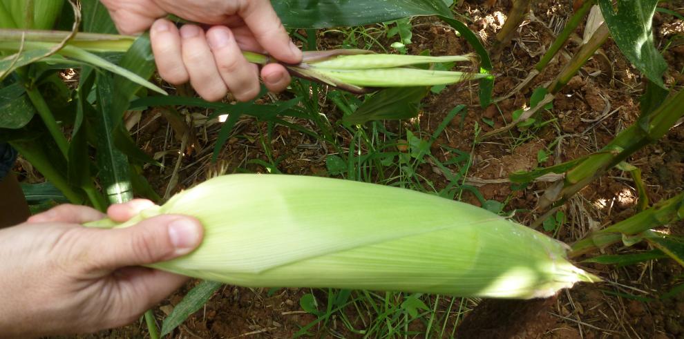 El CITA es pionero en el control de teosinte en el cultivo del maíz 