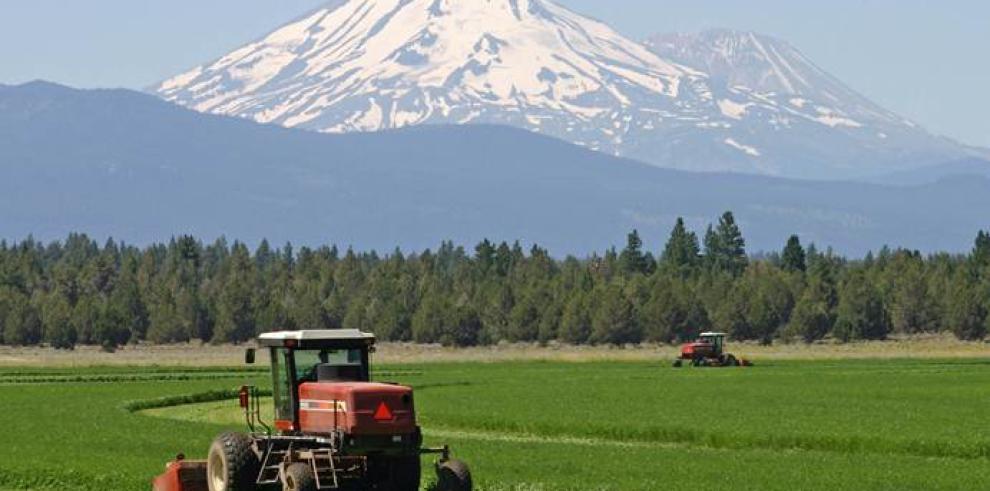 Máximas garantías en la alfalfa aragonesa que se exporta a China