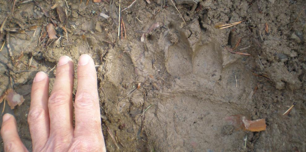 El Gobierno de Aragón estima que los osos avistados en el entorno de Benasque proceden del Valle de Arán