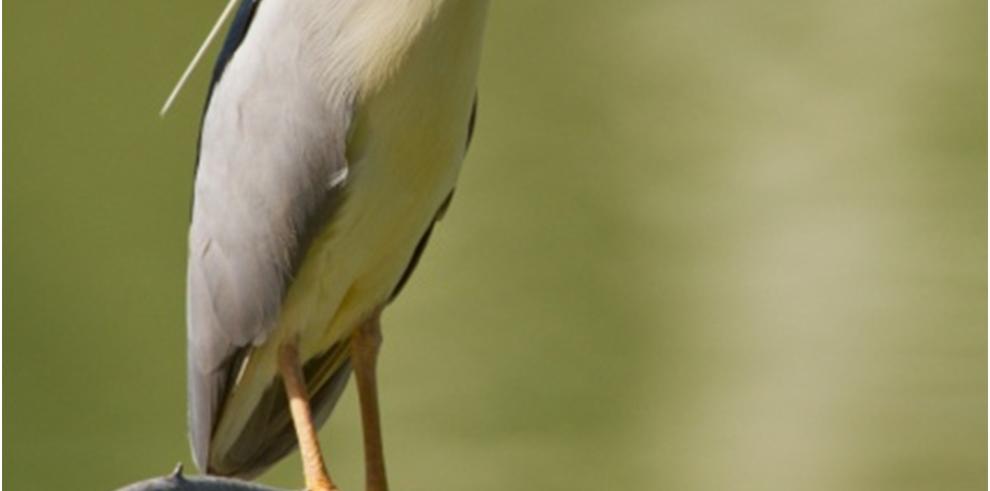 Espacio Alfranca acoge una exposición sobre aves del fotógrafo Joaquín Querol