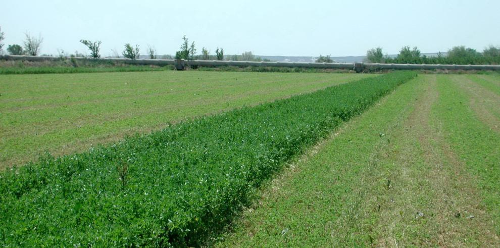 El CITA trabaja en alternativas a los productos químicos para combatir las plagas en la alfalfa 