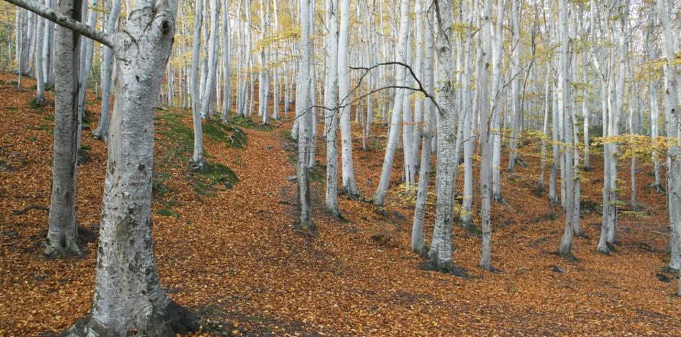 Avances en el Decreto que designa Zonas de Especial Conservación y aprobación de los planes de gestión de los espacios de la Red Natura 2000 en el Área Pirenáica