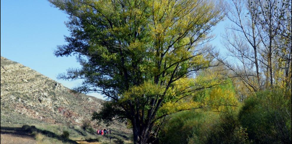 Un chopo cabecero de Aguilar de Alfambra, en Teruel, candidato a Arbol Europeo del Año