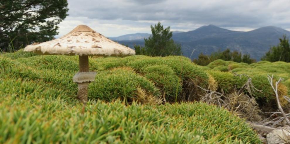 Desarrollo Rural ofrece dos jornadas formativas para el sector turístico del Moncayo y Jacetania