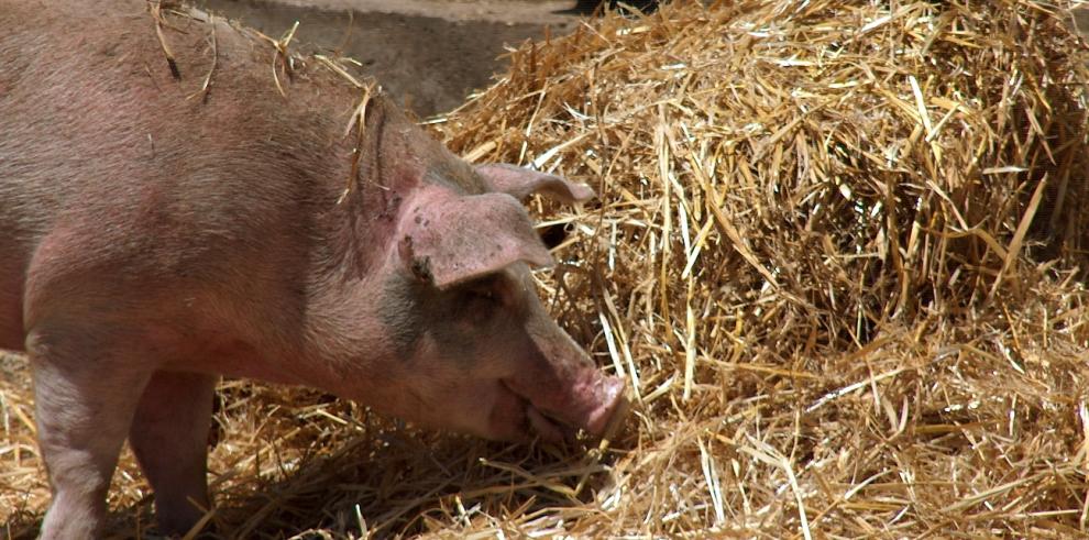 El servicio de recogida de subproductos animales aplica ya sus nuevos precios en nuevas contrataciones y renovaciones de póliza