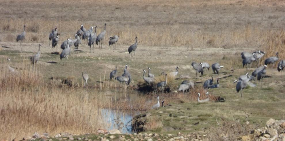 Las rutas para ver las grullas en Gallocanta finalizan este puente vacacional