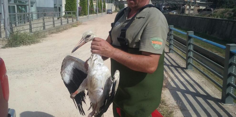 Rescatada una Cigüeña en Barbastro por los APNs  del Gobierno de Aragón con una pata amputada