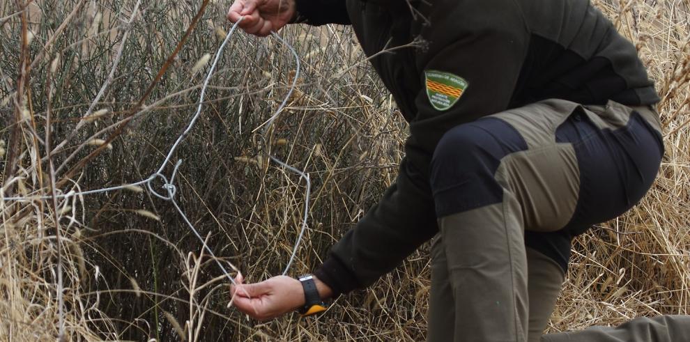 Agentes para la Protección de la Naturaleza APNs del Gobierno de Aragón  detectan prácticas ilegales de caza en El Grado (Huesca)