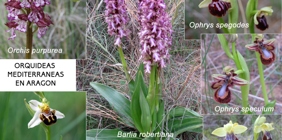 APNs del Gobierno de Aragón encuentran una nueva población de orquídea gigante, única de la región mediterránea