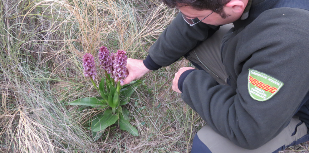 APNs del Gobierno de Aragón encuentran una nueva población de orquídea gigante, única de la región mediterránea