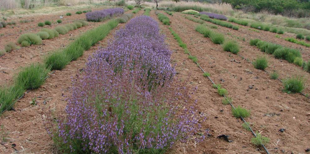 El CITA y el Balneario de Sicilia colaboran en el proyecto “Estudio de viabilidad industrial del cultivo controlado de plantas aromáticas y medicinales” 