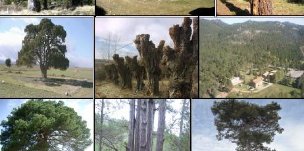 Teruel, sede de dos jornadas sobre árboles viejos y conservación de hábitats forestales