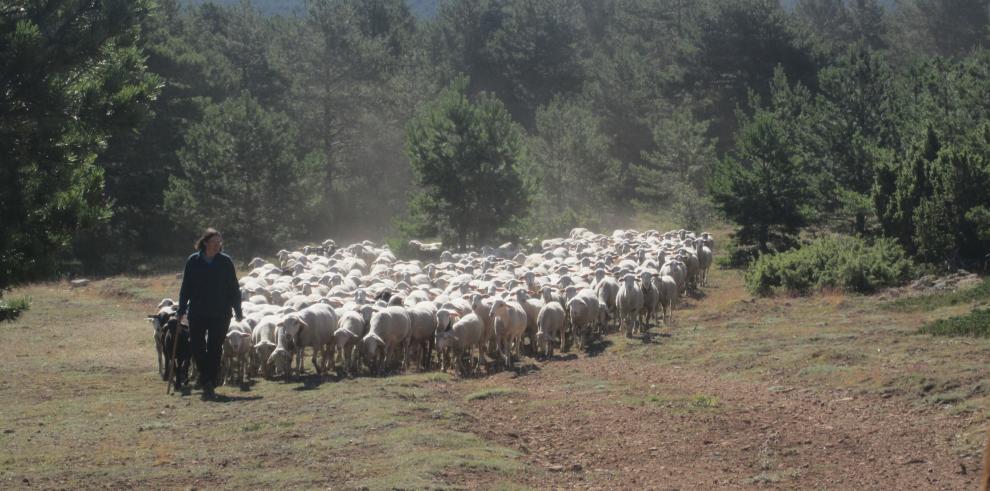 Gobierno de Aragón y Diputación de Teruel ponen en marcha el convenio para la prevención de incendios forestales