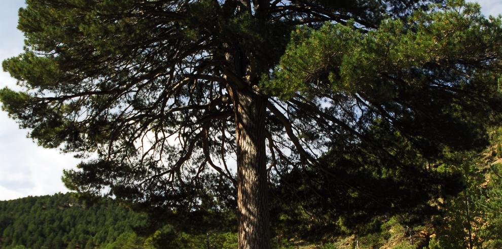 Escolares y Agentes de Protección de la Naturaleza celebran en Día del Árbol en Almonacid de la Sierra