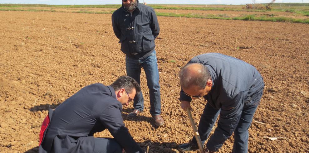 7.000 árboles, pinos en su mayoría, aportación de Alfamén al Día del Arbol