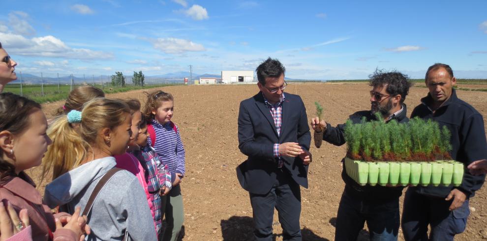 7.000 árboles, pinos en su mayoría, aportación de Alfamén al Día del Arbol