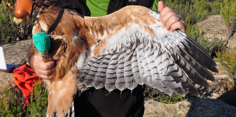 Marcados con emisores-satélite dos ejemplares de águila azor perdicera