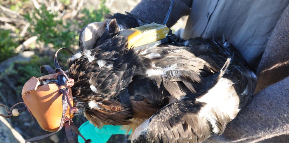 Marcados con emisores-satélite dos ejemplares de águila azor perdicera