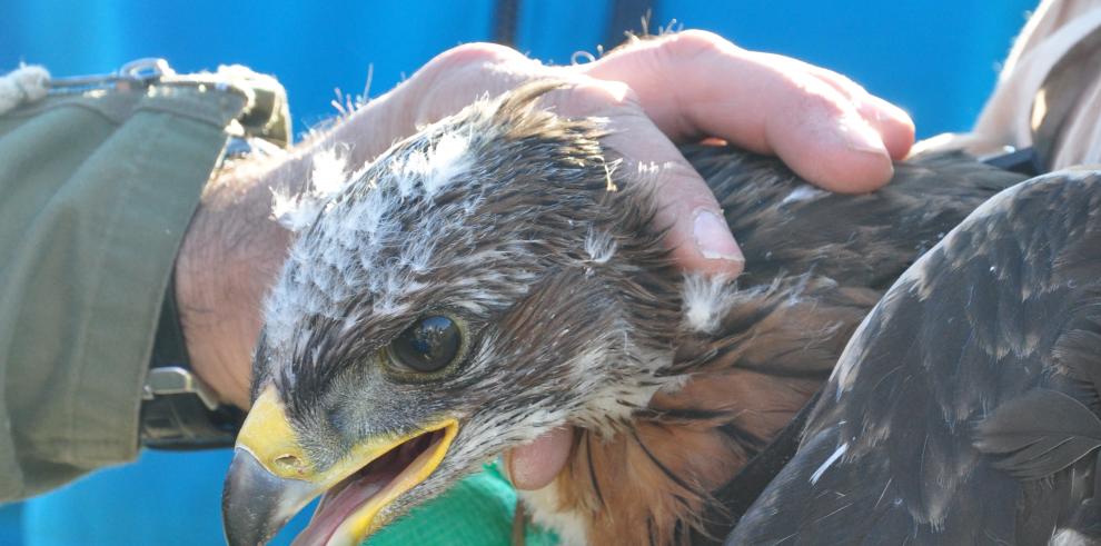 Marcados con emisores-satélite dos ejemplares de águila azor perdicera