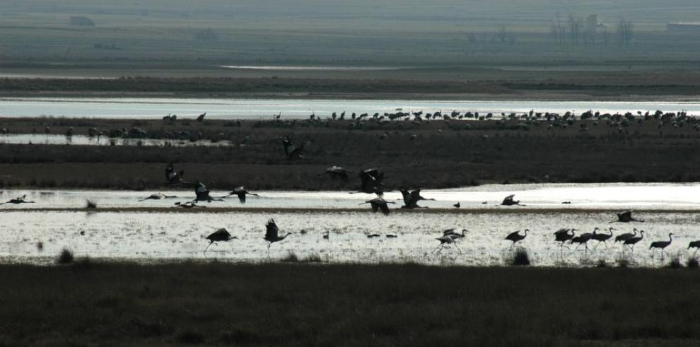 Otoño e invierno, estaciones clave para descubrir la belleza de Gallocanta y sus grullas 