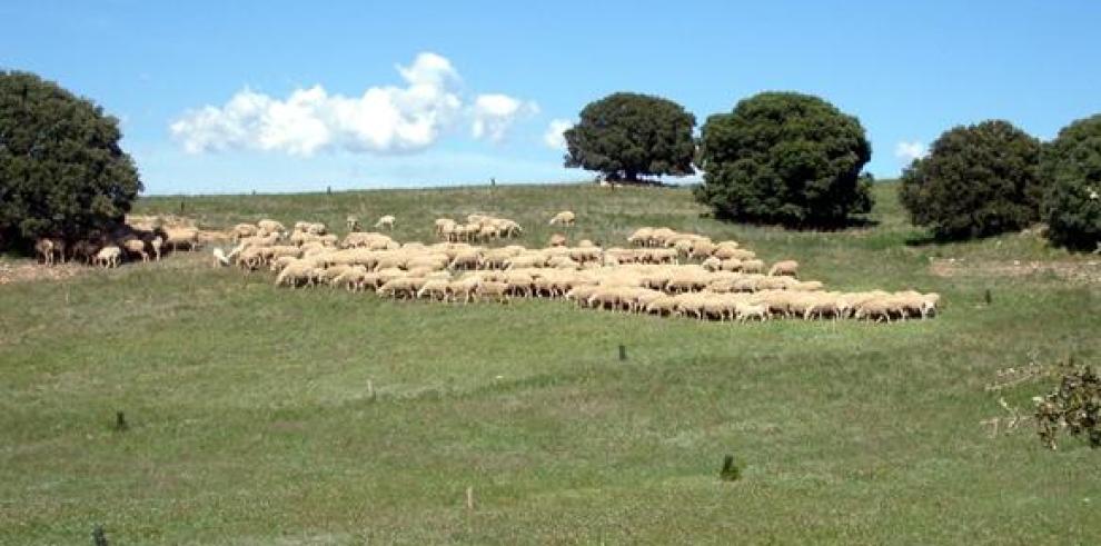 Monte de Monreal del Campo: Casi 1.000 hectáreas puestas en orden