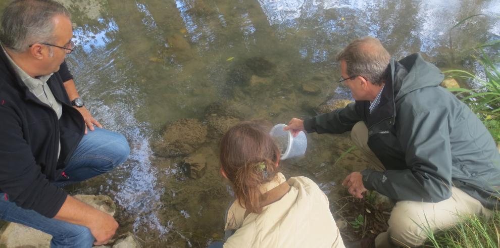 Cerca de 32.000 alevines de truchas para los ríos Guadalaviar, Jiloca y Jalón