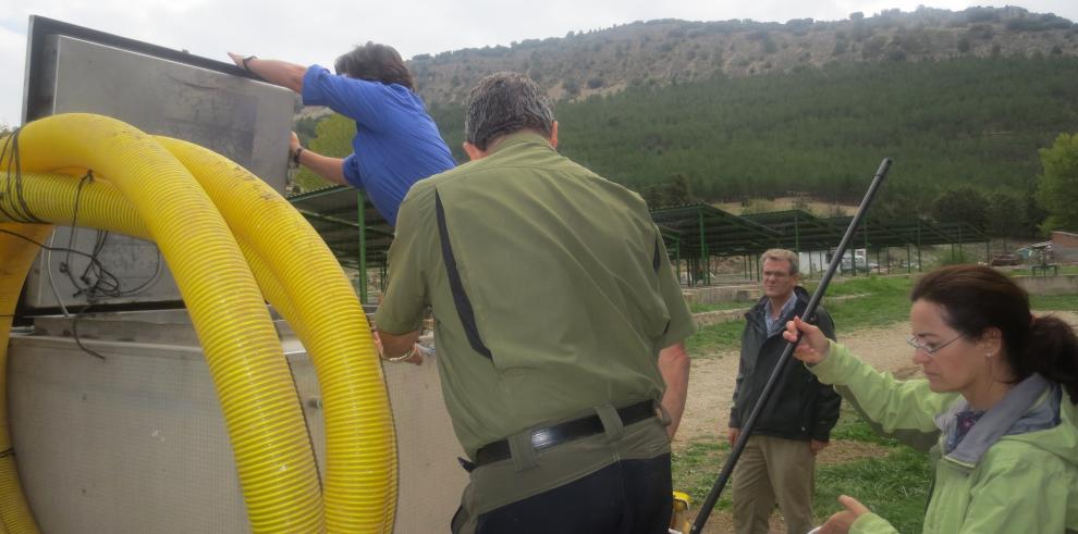 Cerca de 32.000 alevines de truchas para los ríos Guadalaviar, Jiloca y Jalón