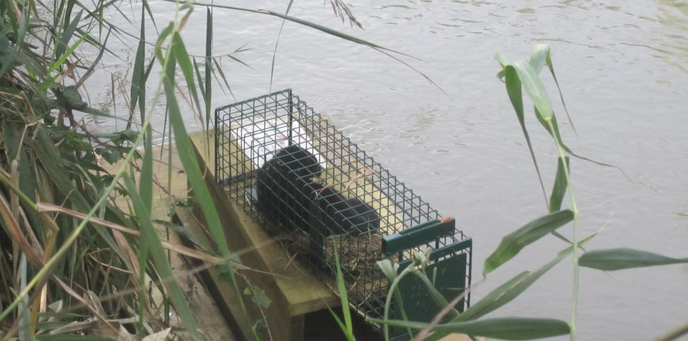 El río Jalón protagonista del control del visón americano, la pesca eléctrica y la repoblación de la trucha autóctona 