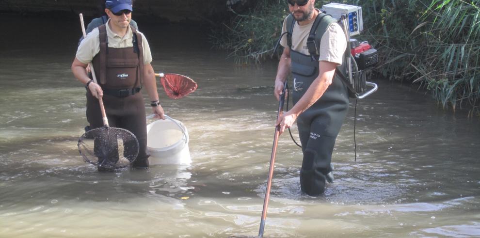 El río Jalón protagonista del control del visón americano, la pesca eléctrica y la repoblación de la trucha autóctona 