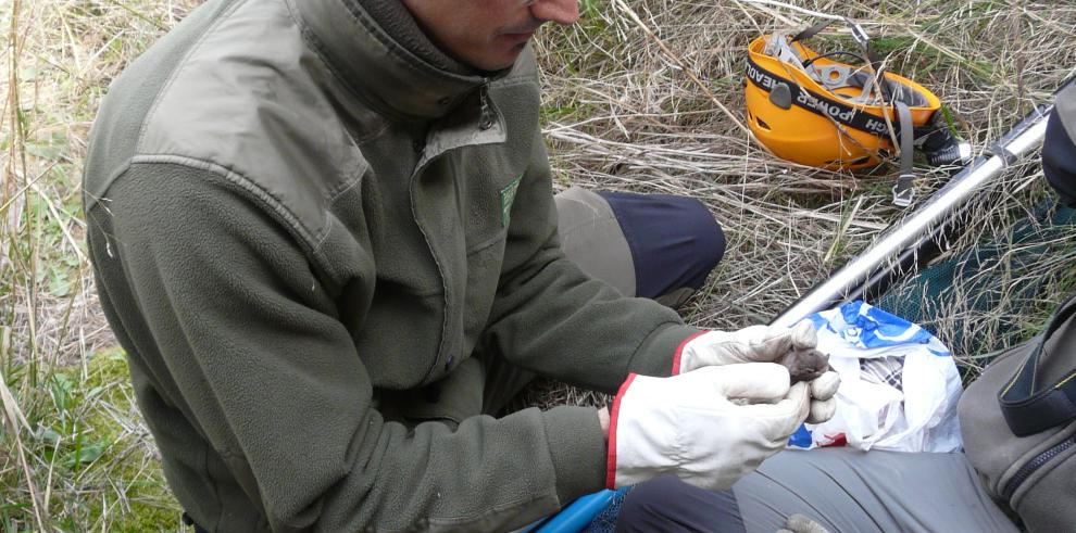 Agentes para la Protección de la Naturaleza del Gobierno de Aragón descubren murciélagos pescadores en la Comarca del Bajo Aragón-Caspe