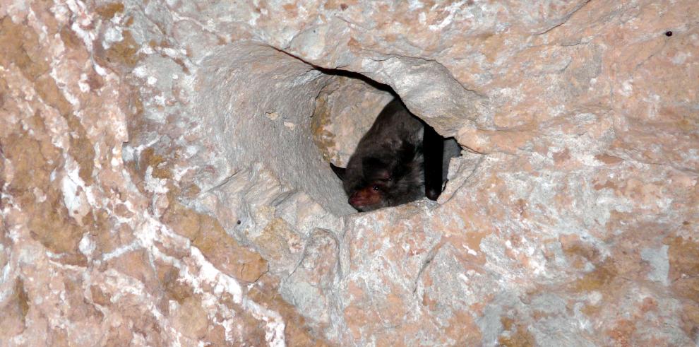 Agentes para la Protección de la Naturaleza del Gobierno de Aragón descubren murciélagos pescadores en la Comarca del Bajo Aragón-Caspe