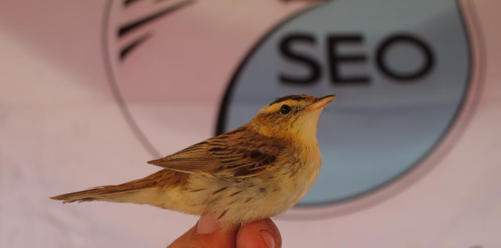 Se detecta de nuevo el carricerín cejudo en la laguna de Gallocanta, el ave de pequeño tamaño más amenazada de Europa