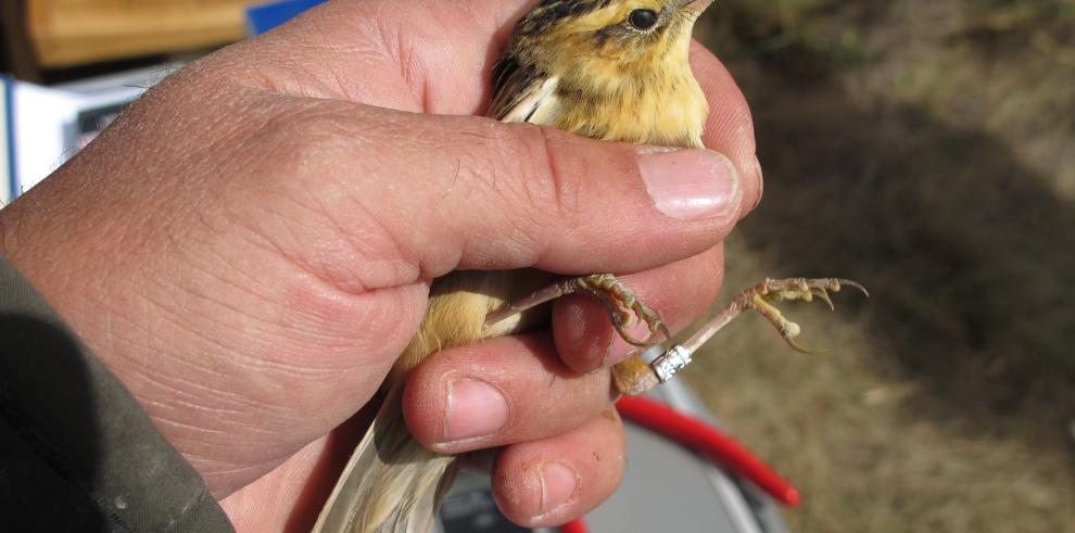 Se detecta de nuevo el carricerín cejudo en la laguna de Gallocanta, el ave de pequeño tamaño más amenazada de Europa