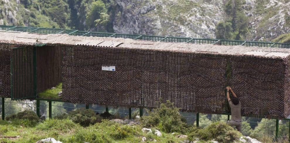 Liberados dos quebrantahuesos aragoneses en los Picos de Europa