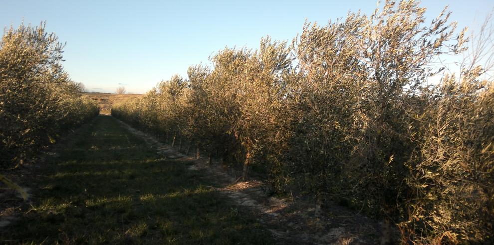  El CITA estudia el control de plagas de insectos en el olivar aragonés