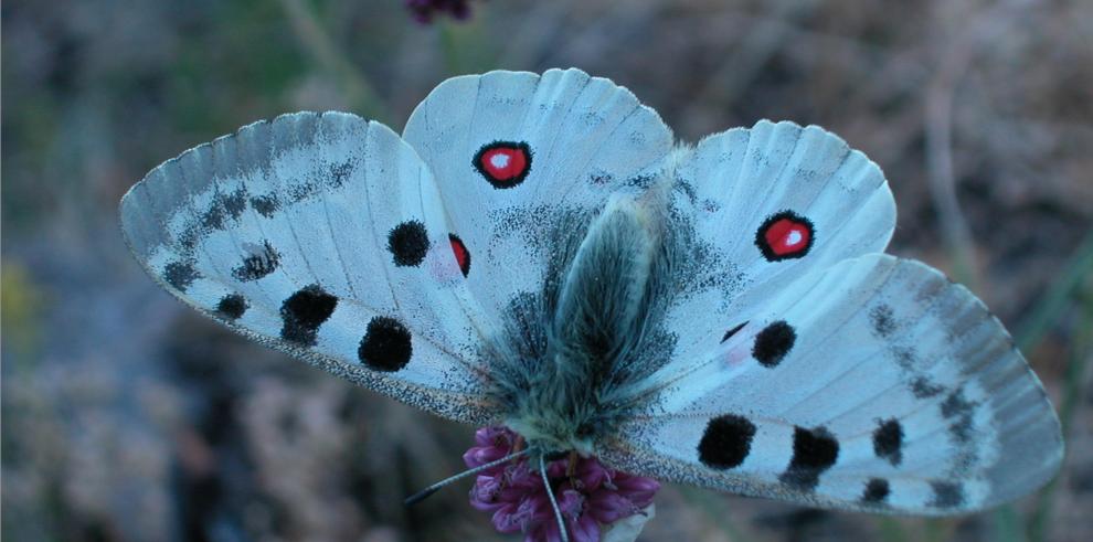 El Gobierno de Aragón busca implicar a los visitantes de los Espacios Naturales Protegidos  en  una campaña de avistamiento de la mariposa apolo 