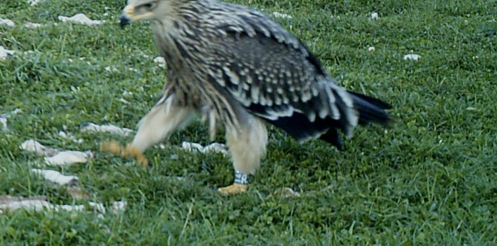 Localizado un ejemplar de águila imperial oriental en la provincia de Huesca