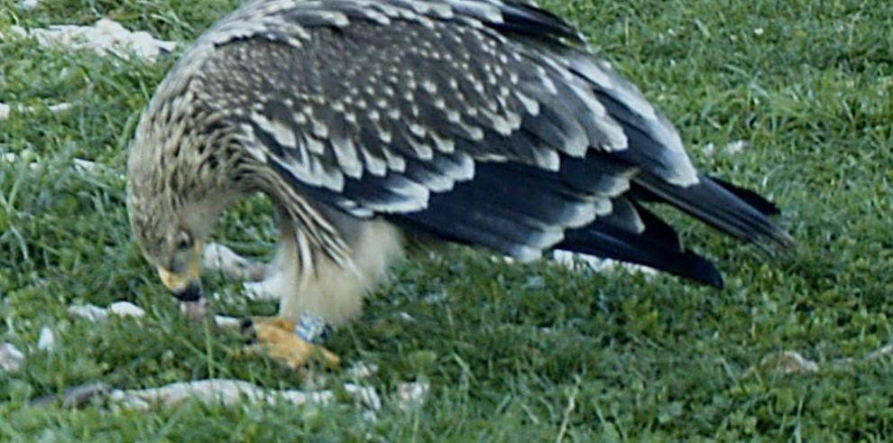 Localizado un ejemplar de águila imperial oriental en la provincia de Huesca