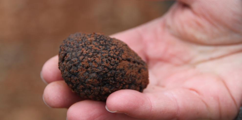 El CITA elabora un mapa de aptitud trufera de los suelos de Teruel