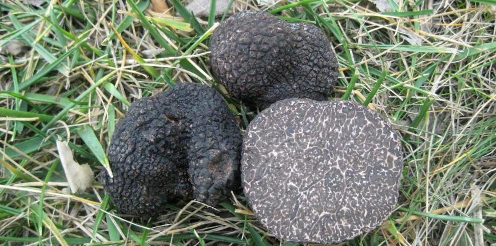 El CITA elabora un mapa de aptitud trufera de los suelos de Teruel